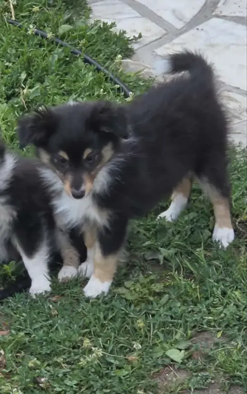 Shetland Sheepdog  Bowie De La Vallée Du Vrin