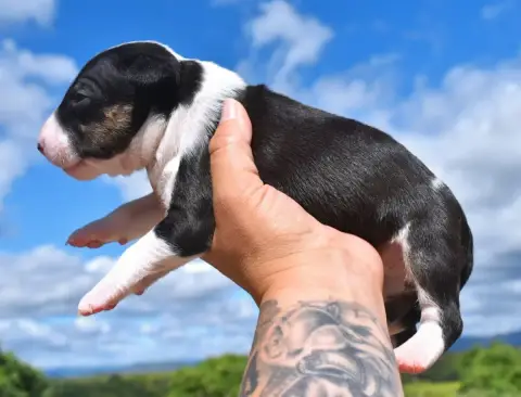 Bull Terrier Miniature photo 2