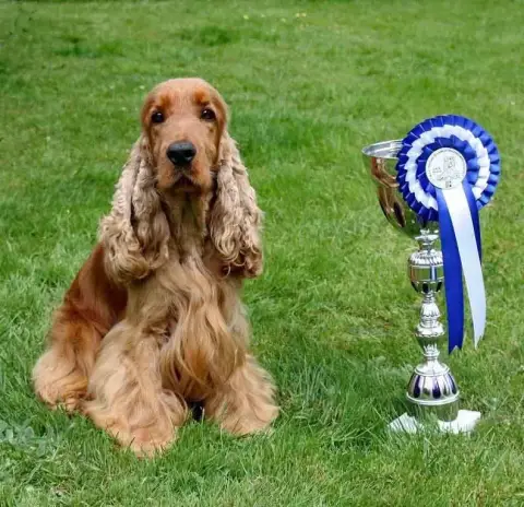 Cocker Spaniel Anglais  Black- photo 2