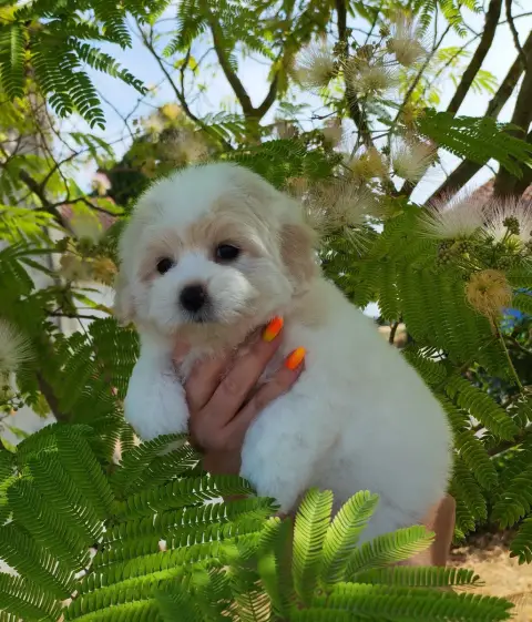 Coton De Tulear 
                        Batchata Ana 1889a photo 3