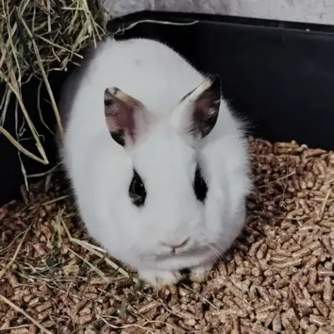 Lapine, 1An Et 6Mois, Vacciné, Bientôt Stérilisé