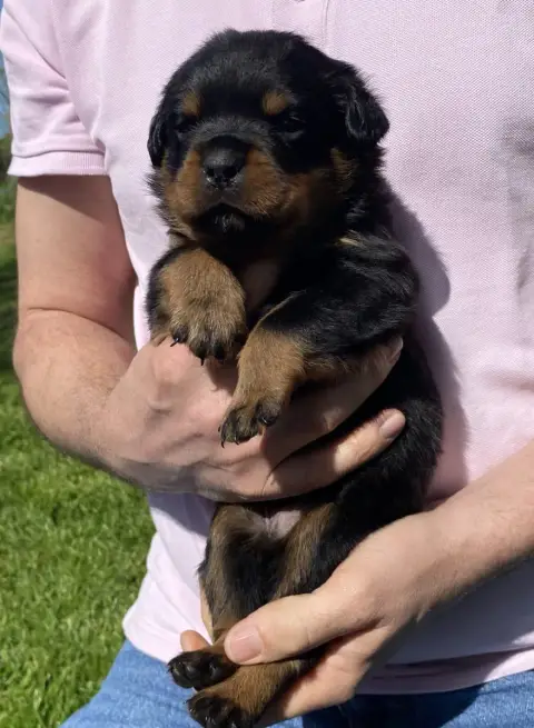 Rottweiler photo 3