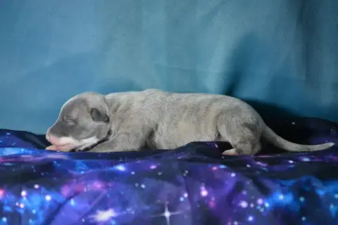 Whippet  Brume Du Coquelicot Bleu photo 2