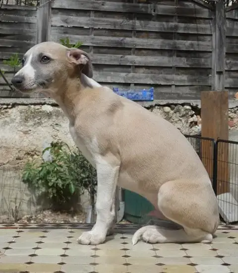 Whippet  Bel Ami Du Castel Minervois photo 3