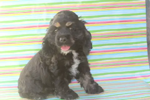 American Cocker Spaniel  Brooklin photo 2