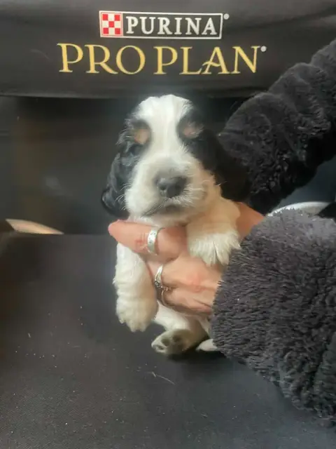 Cocker Spaniel Anglais  Chiot N°4 Des Joyaux Du Petit 0c4cf