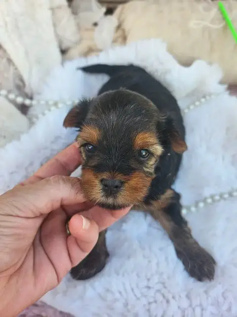 Yorkshire Terrier  Chiot N°2 Du Hameau De Selcra photo 2