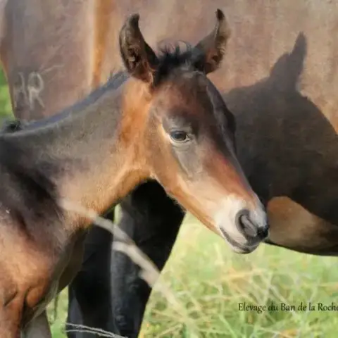 A Vendre Cheval Pure Race Espagnole