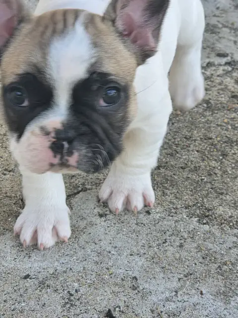 Bouledogue Français  Chiot N°1 Des Fauves De La Gueri 1b012
