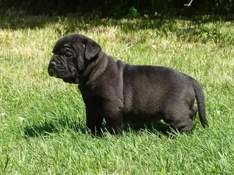 Bulldog Continental  Bagherra Du Mont De L'Aigle photo 2