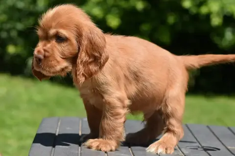 Cocker Spaniel Anglais  Boris D'Oup- photo 3