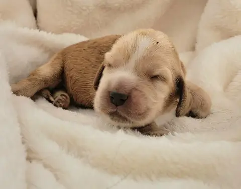 Cocker Spaniel Anglais  Baguette photo 3
