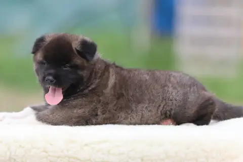 Akita Americain  Barbie Girl De Daybreak Northern