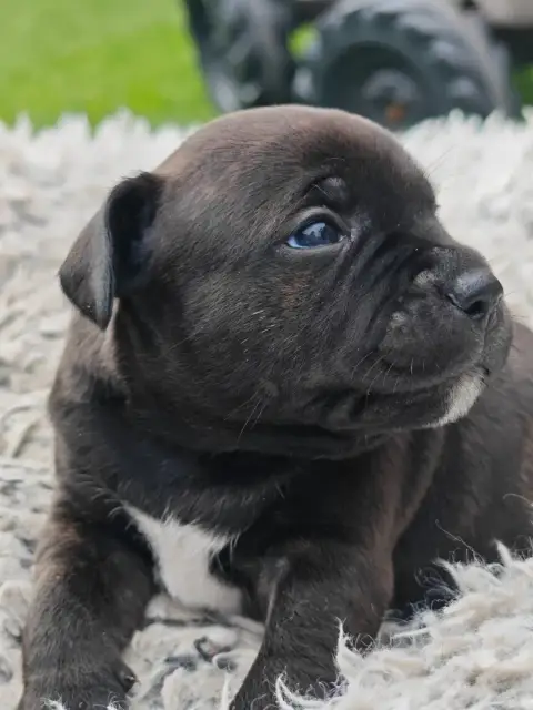 Staffordshire Bull Terrier  Chiot N°1 Des Ecrins Du G 983d0