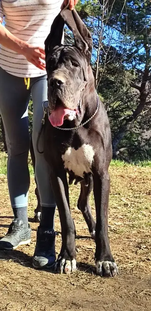 Dogue Allemand  Chiot De L'Empire Du Mont Sombet photo 3