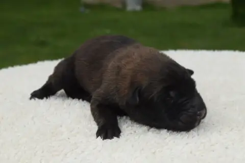 Berger Belge  Chiot 11 Du Millésime Champenois