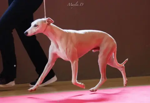 Whippet  B Des Terres De Pag photo 2