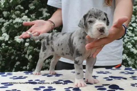 Dogue Allemand  Briska Du Clos Du Bonheur