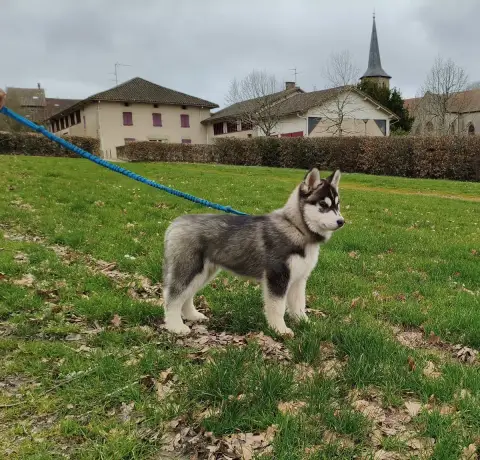 Siberian Husky  Artic Axis Living My Wildest Dreams fc555 photo 3