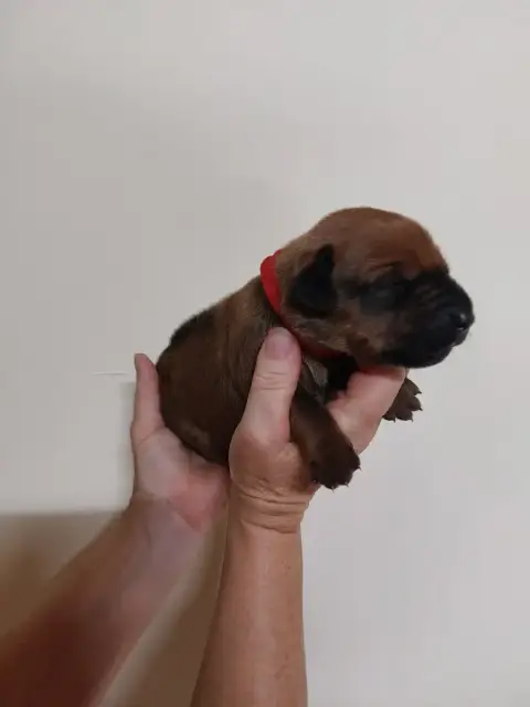 Adopter Rhodesian Ridgeback 
                        Collier  92fb5