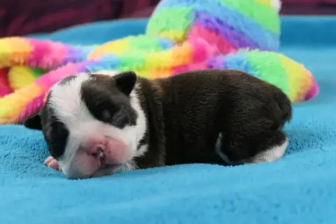 Boston Terrier  Chiot 4 Sweeties Doggies