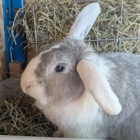 Lapin Mâle, 4 Ans