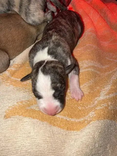 Whippet  Chiot 2 Du Haras Eclair Horside'Whip
