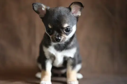Chihuahua  Chiot N°4 Du Royaume De Matiliane photo 3