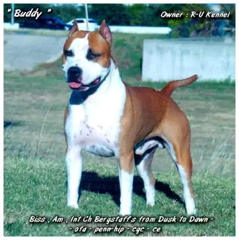 American Staffordshire Terrier photo 2