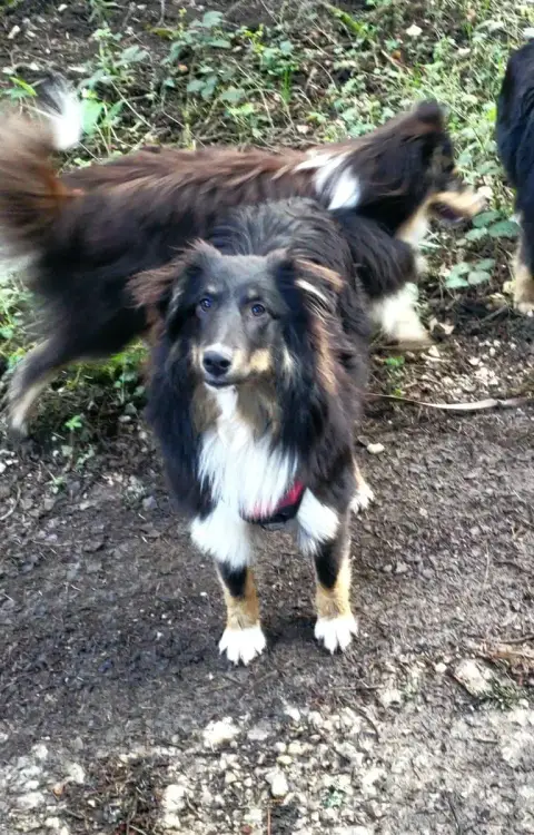 Shetland Sheepdog  Arel Of Chiprey'S Hamlet