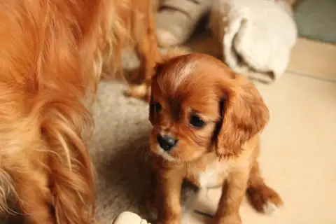 Cavalier King Charles Spaniel  Bounty Ironblood photo 2