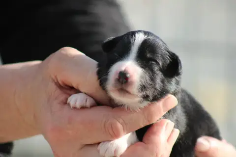 Berger Américain Miniature  Chiot 6 Des Romarins De M 357ae photo 2