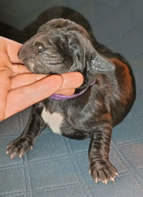Dogue Allemand  Chiot N°8 Des Terres Du Grazo