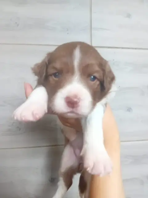 Border Collie 
                        Femelle Chocol 6cc8f