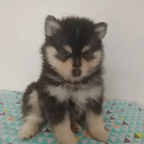 Pomsky F4