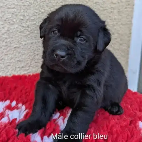 A Réserver Chiots Labrador. Parents Testés. Lof.