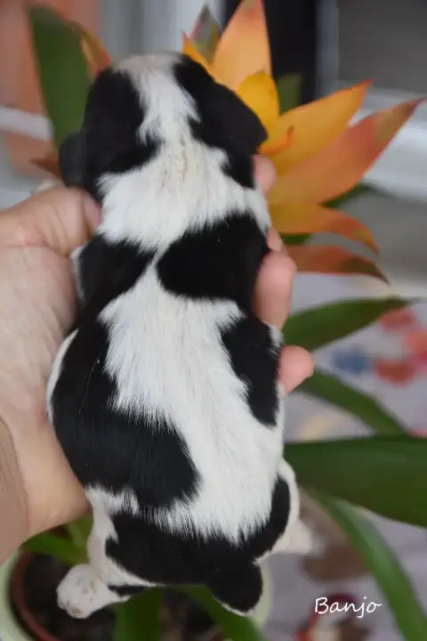 Cavalier King Charles Spaniel  Banjo De La Plaine Du  f27c5 photo 2
