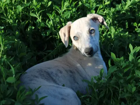 Whippet  Chiot N°4 Du Clos D'Arlequin photo 2