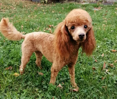 Caniche  Brioche Of Aveburry Queen photo 3