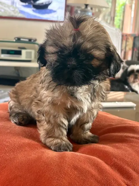 Shih Tzu photo 3
