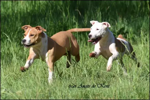 American Staffordshire Terrier  F2 A White Rose Of Ge 4457d photo 3