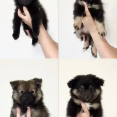 Chiots Spitz Allemands