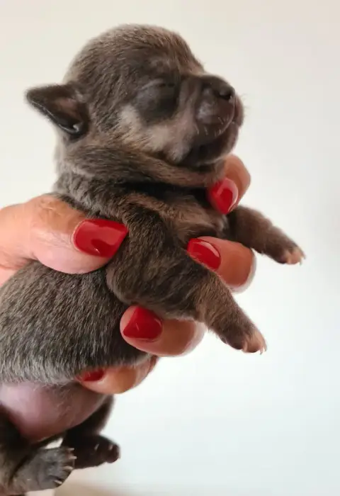 Chihuahua  Bloomy Diamond De L’Ecrin Des Joyaux photo 2