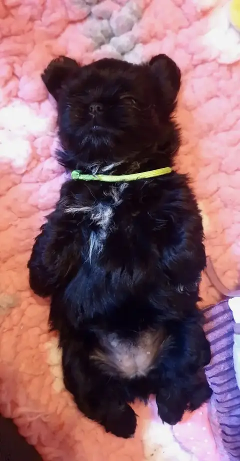 Shih Tzu  Bagherra The Tresors By Lou photo 2