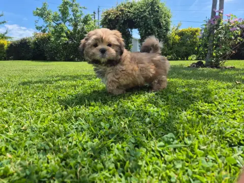 Lhassa Apso  Bingo Der Lenn photo 2