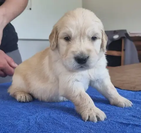 Golden Retriever  Chiot N°4 Des Hirondelles Du Voyage 48f63