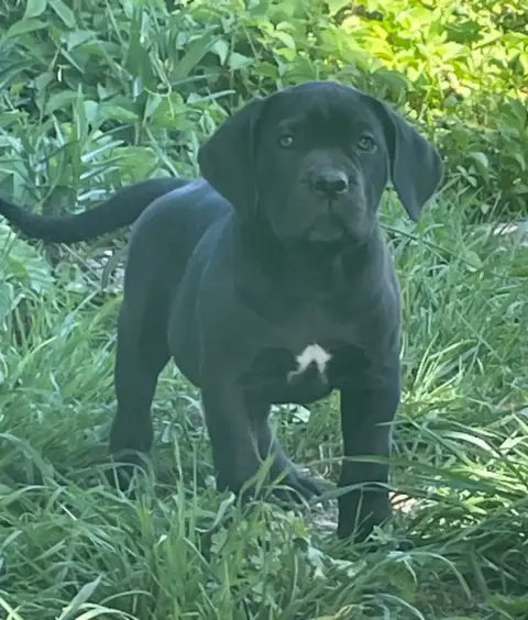 Cane Corso  Brucera Des Lares De L'Aurévière photo 2