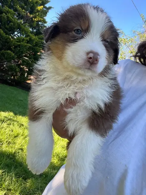 Berger Australien  Chiot N°3 Des Eclats De Quasar