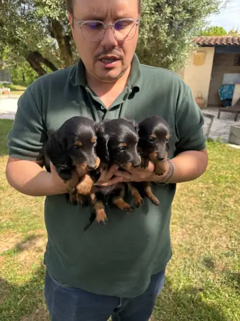 Teckel Poil Long  Chiot N°2 Du Clos De Brignagues