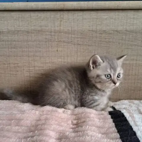 Bendix, Petit Mâle
